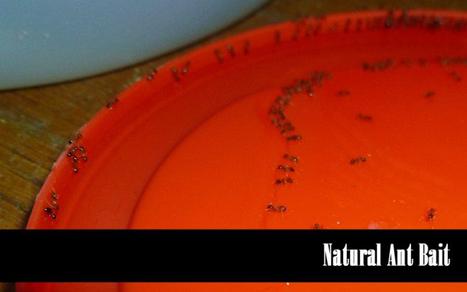 Pinbusted or Pintrusted? Which of the popular natural ant killers on Pinterest actually work? 
