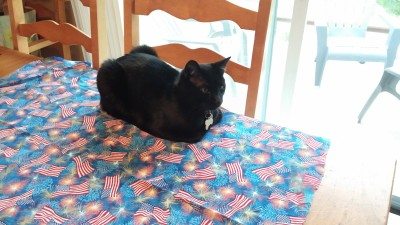 Patriotic Phoenix Photo: Judy Berna