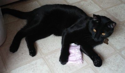 Phoenix Photo: GeekMom Judy