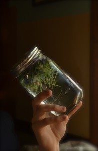 Violets steeping Image by Lilianna Maxwell