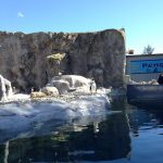 Penguins, Mystic Aquarium