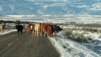 Farmer, anyone? Photo: judy Berna