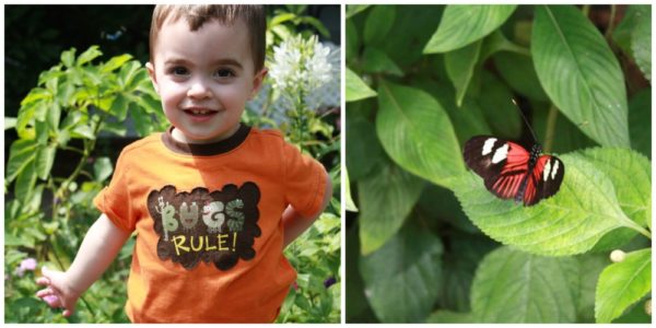 A 'Wicked Bugs' Summer Book Club | Caitlin Fitzpatrick Curley, GeekMom