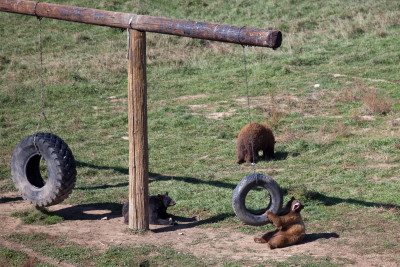 Photo: Wild Animal Sanctuary