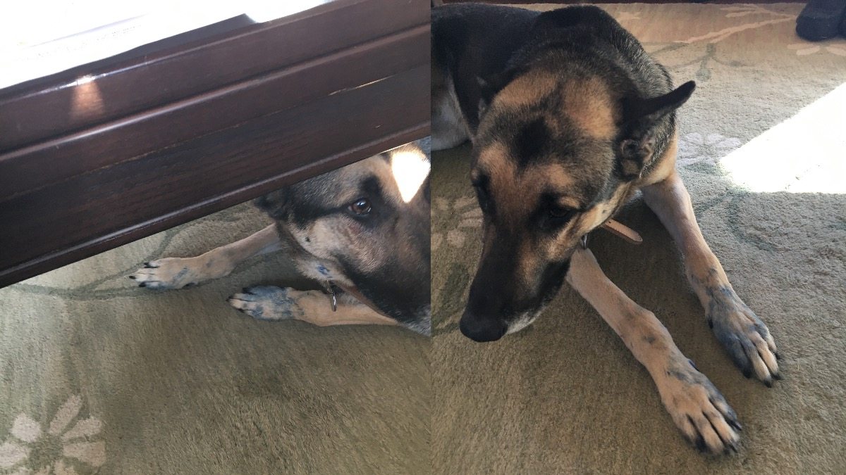 image of dog with blue paws