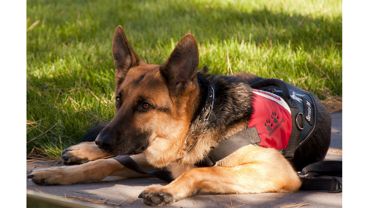 Service dog on the clock \ Image: Pixabay
