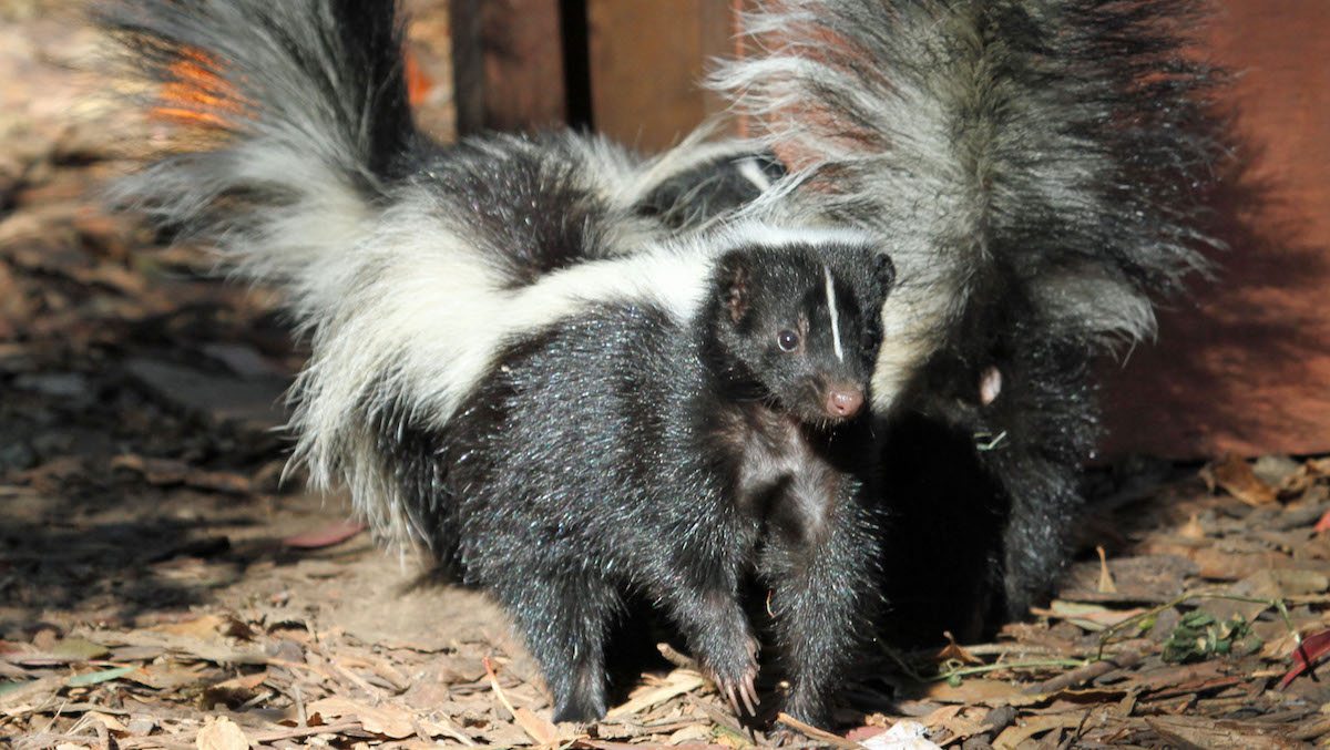 image of Skunk