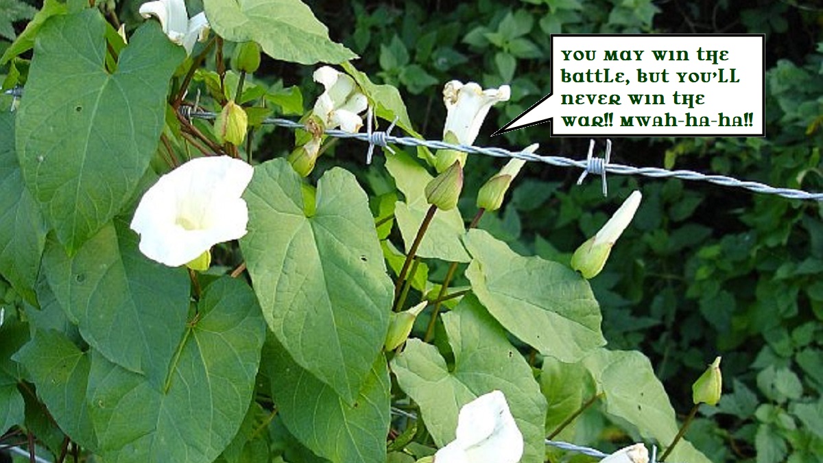 white flowers on copious green-leaved vines growing around barbed wire. A call-out as if from one flower head reads "You may win the battle, but you'll never win the war!"