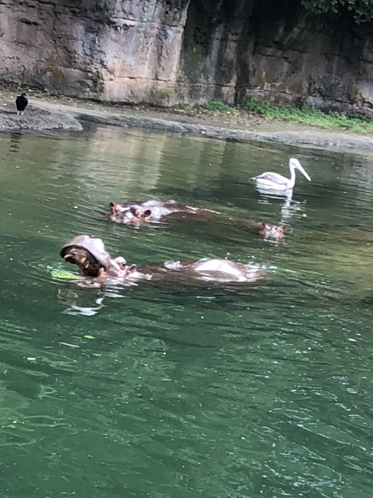 Hippos Animal Kingdom Disney World