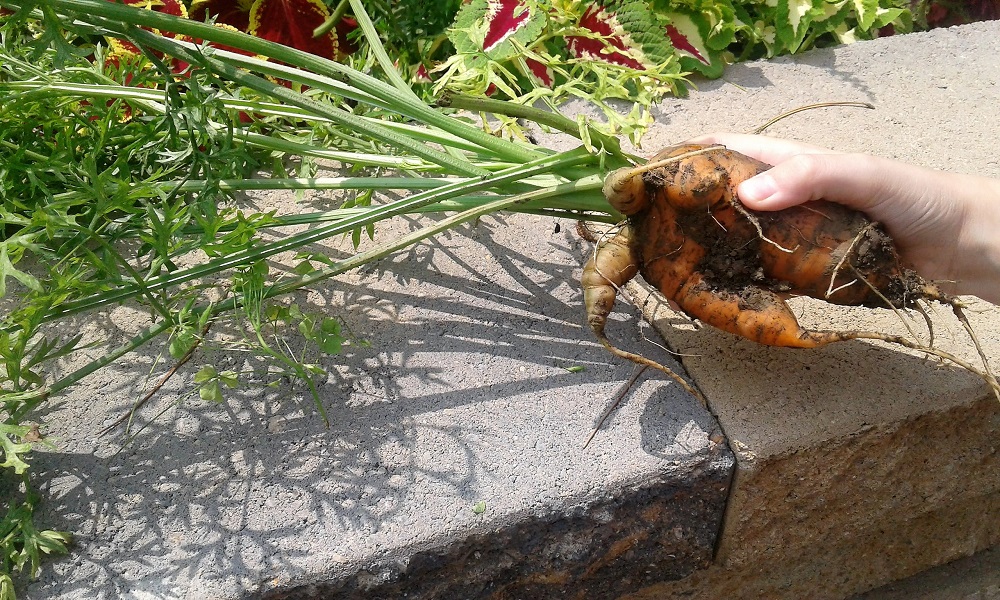 Dirty carrot, wide as the hand holding it, with several branching sections and the leaves still on top.