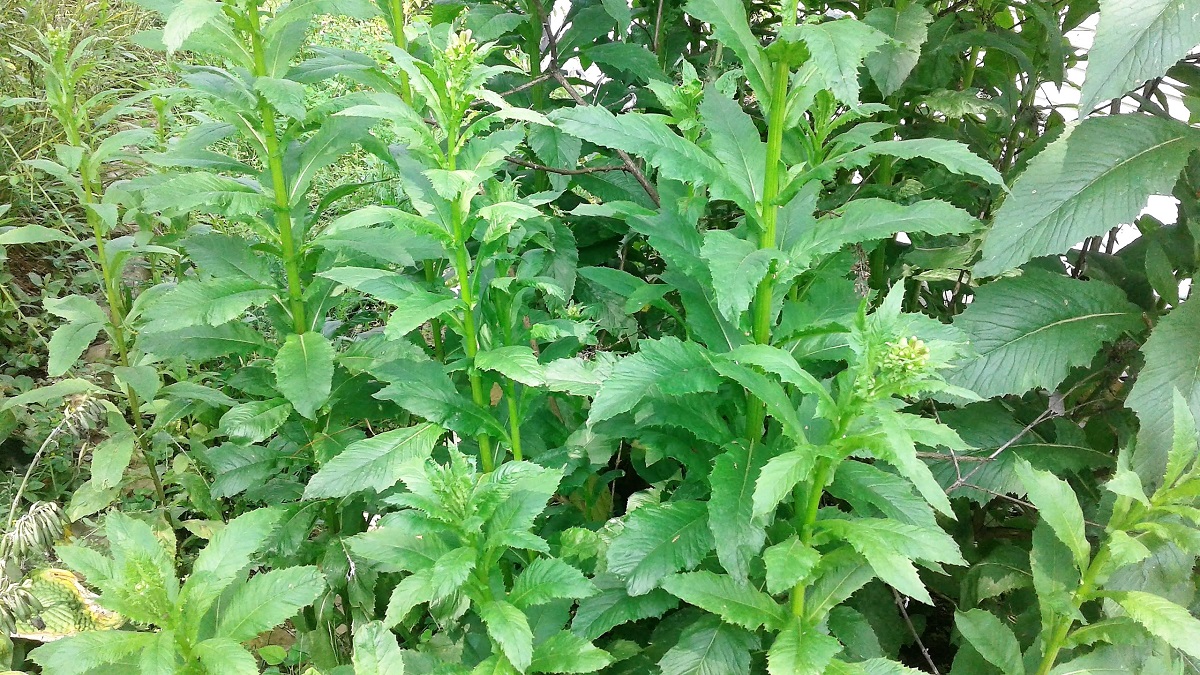 Group of tall leafy green plant stalks with small clusters of buds at the top