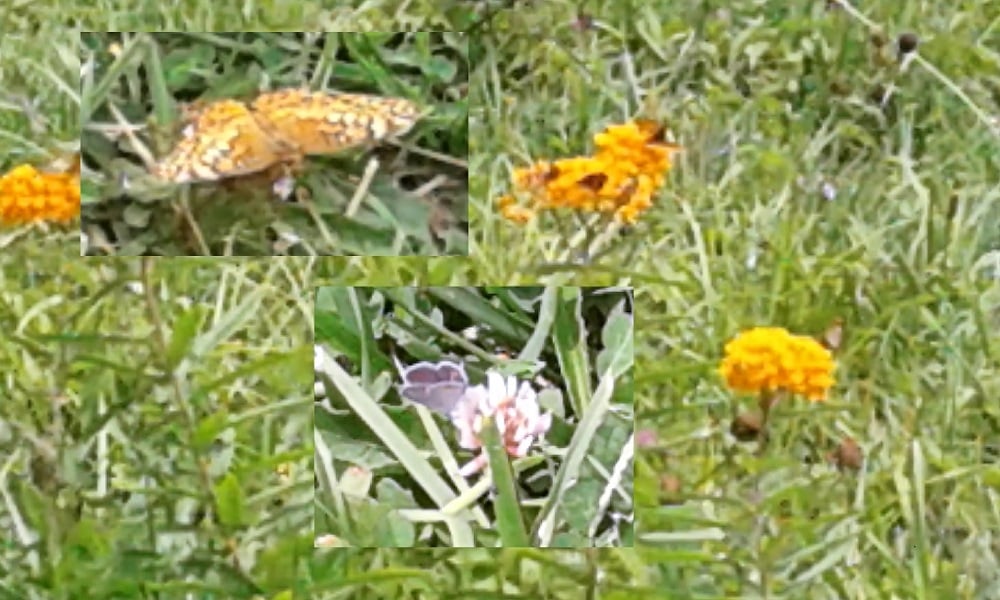 3 pictures of various butterflies