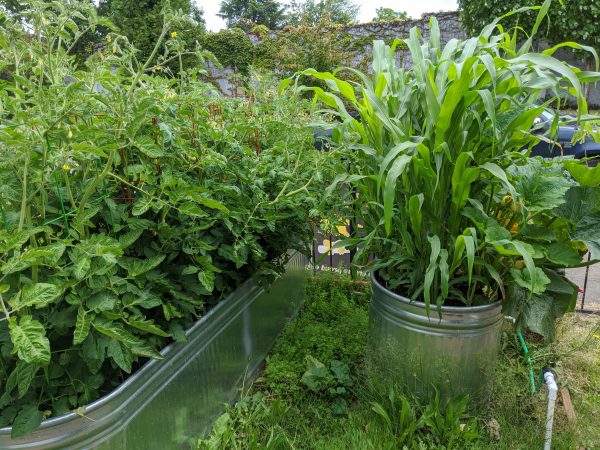 Corn, squash, and tomatoes earlier in the summer.