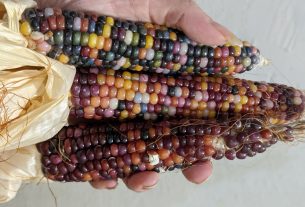 Colorful corn on the cob