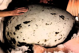 hatchling quiz feature