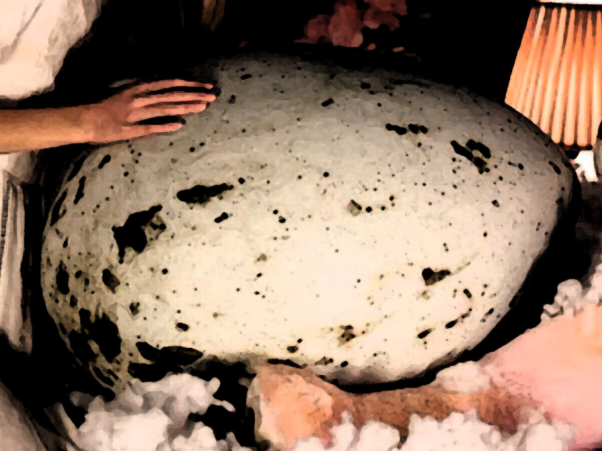 hatchling quiz feature