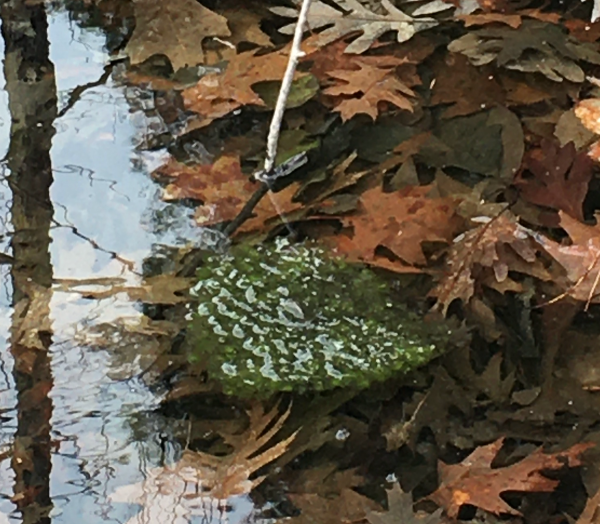 frog eggs in pond