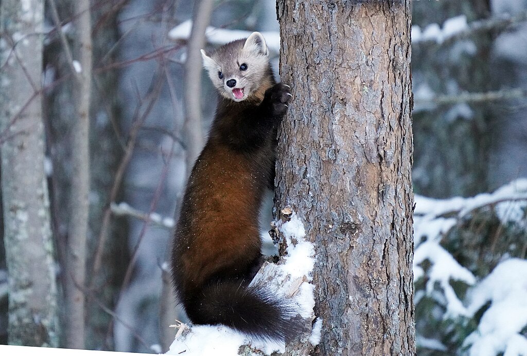 American marten