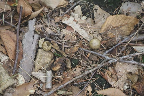 Oak apple galls on forest floor