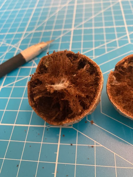 Dissected oak apple gall