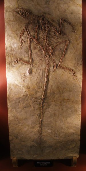 Microraptor fossil