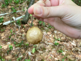 Hand holding oak apple gall