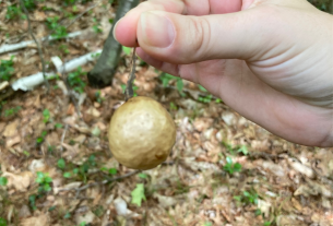 Hand holding oak apple gall