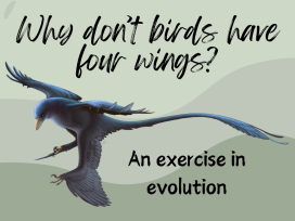 Microraptor with text: Why don't birds have four wings?