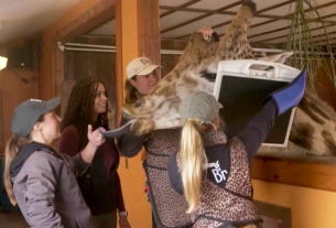 Fig O'Reilly meets a giraffe in season 7, episode 4 of Mission Unstoppable (screen capture)